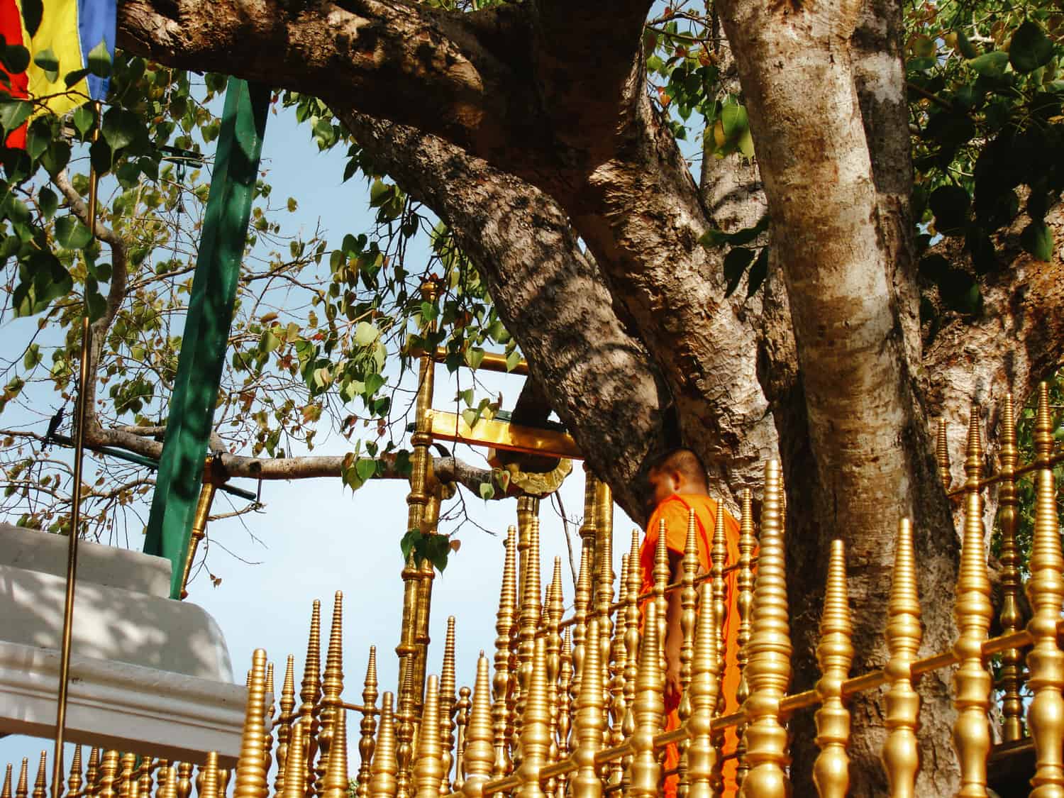 Sri Maha bo tree in Anuradhapura