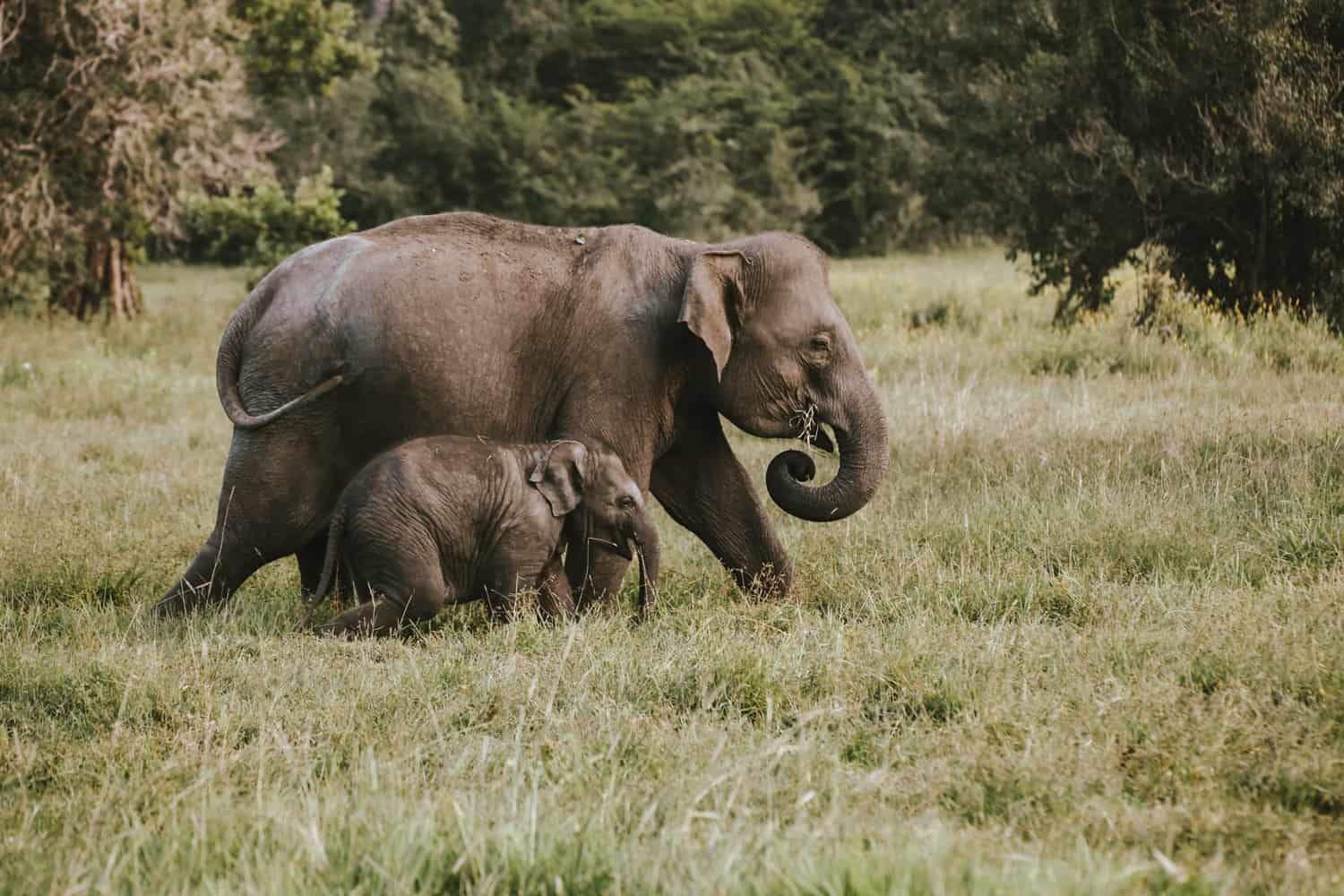 Elephants at Minneriya national park