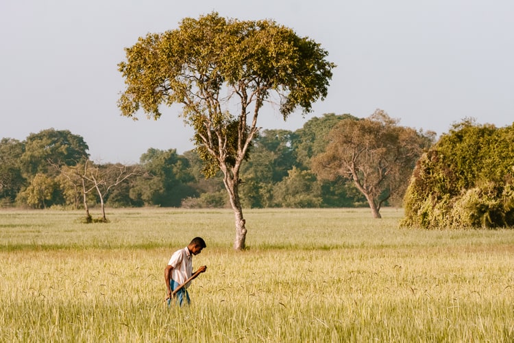 Farming Sri Lanka