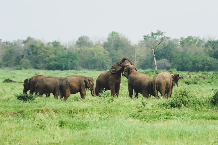 Minneriya national park