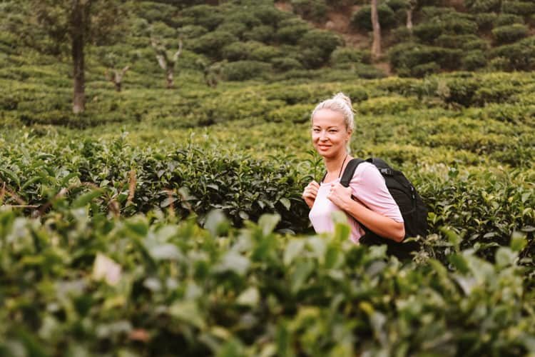 Tea plantation Sri Lanka