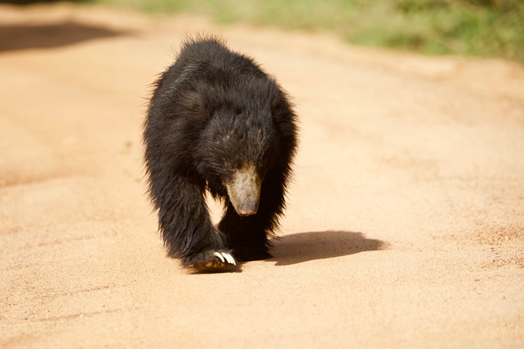 sloth bear in Yala national park