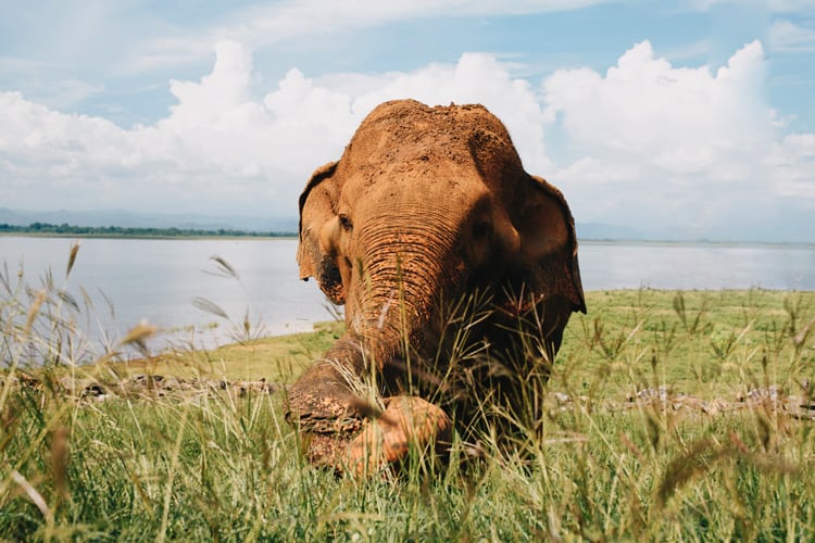 Udawalawe national park