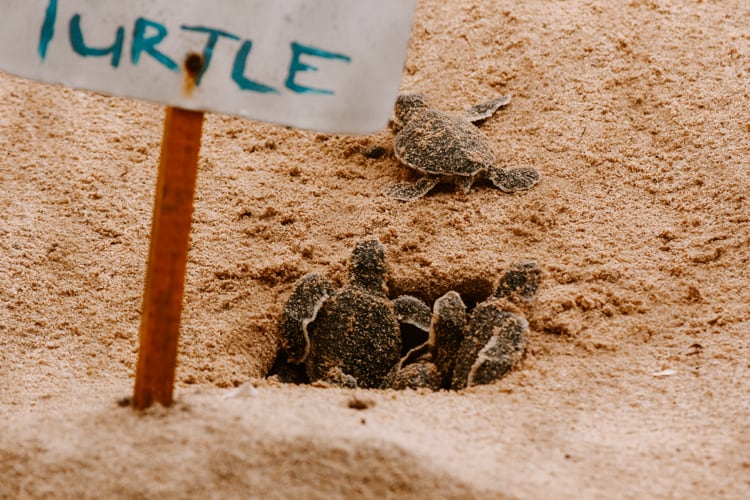 Turtle hatchery