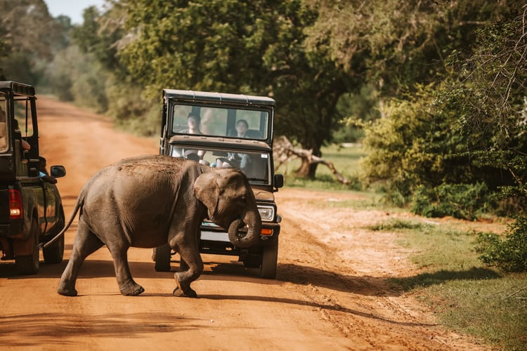 Yala national park