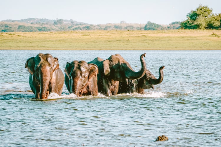 Elephants in Yala