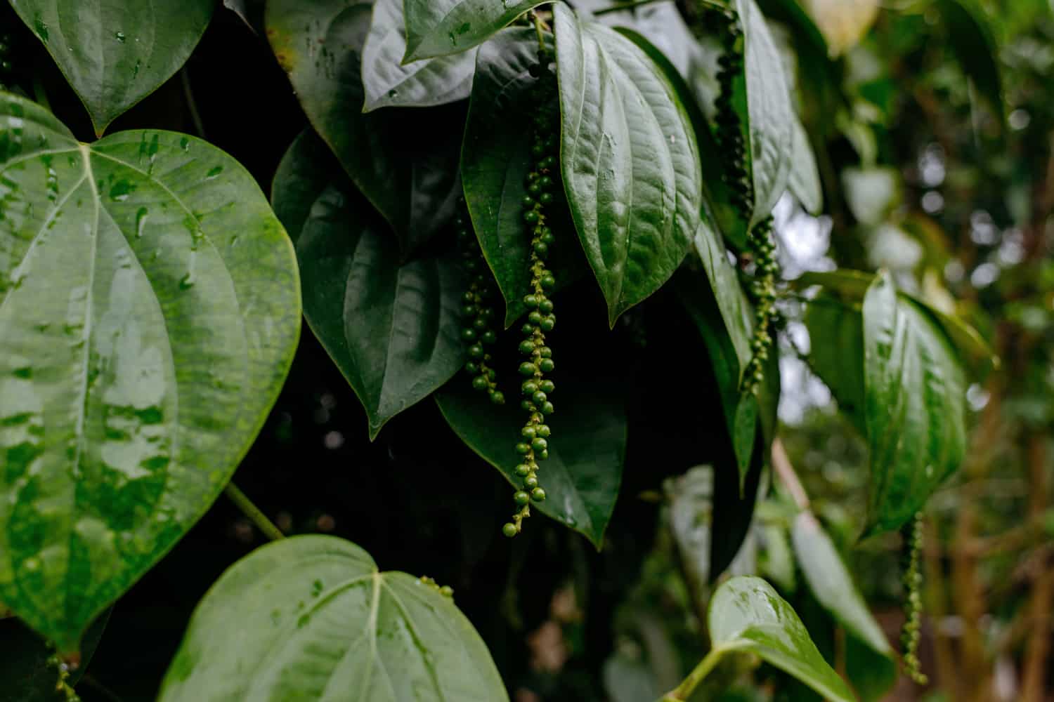 Black Pepper in Sri Lanka 