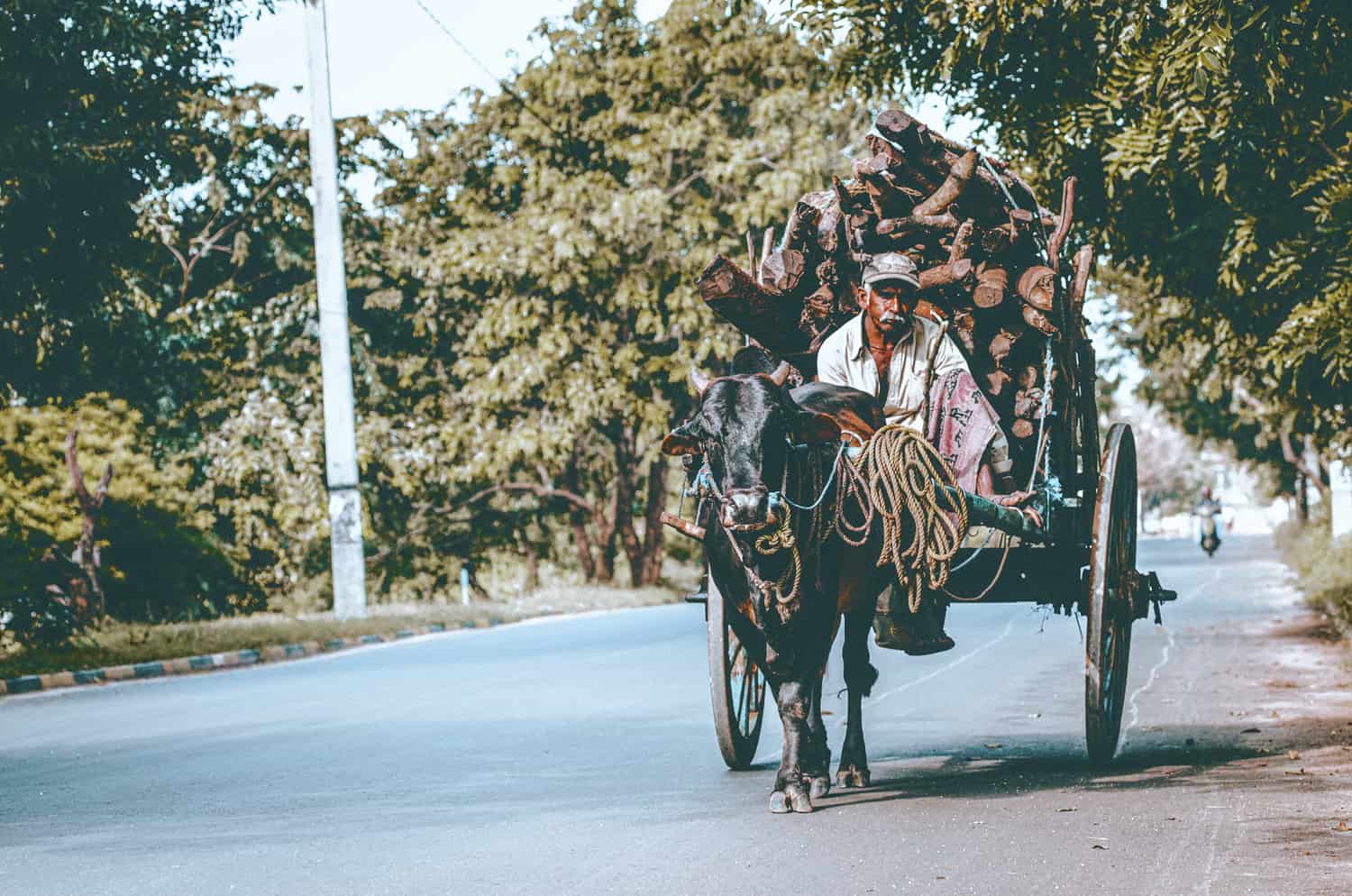 Bullock cart in Sri Lanka