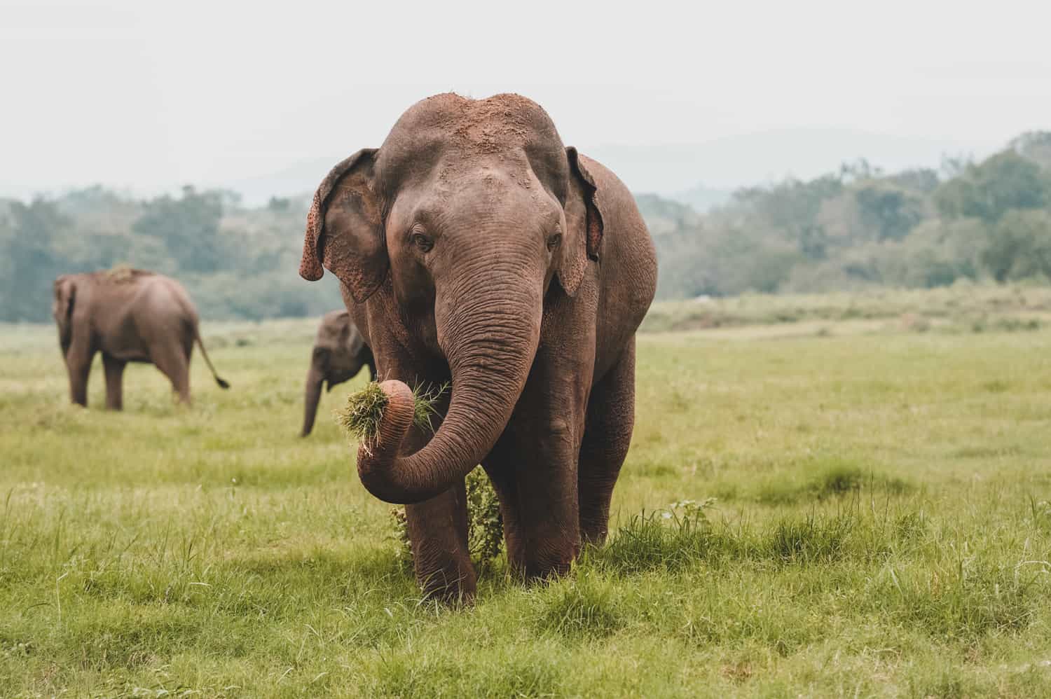 Minneriya national park