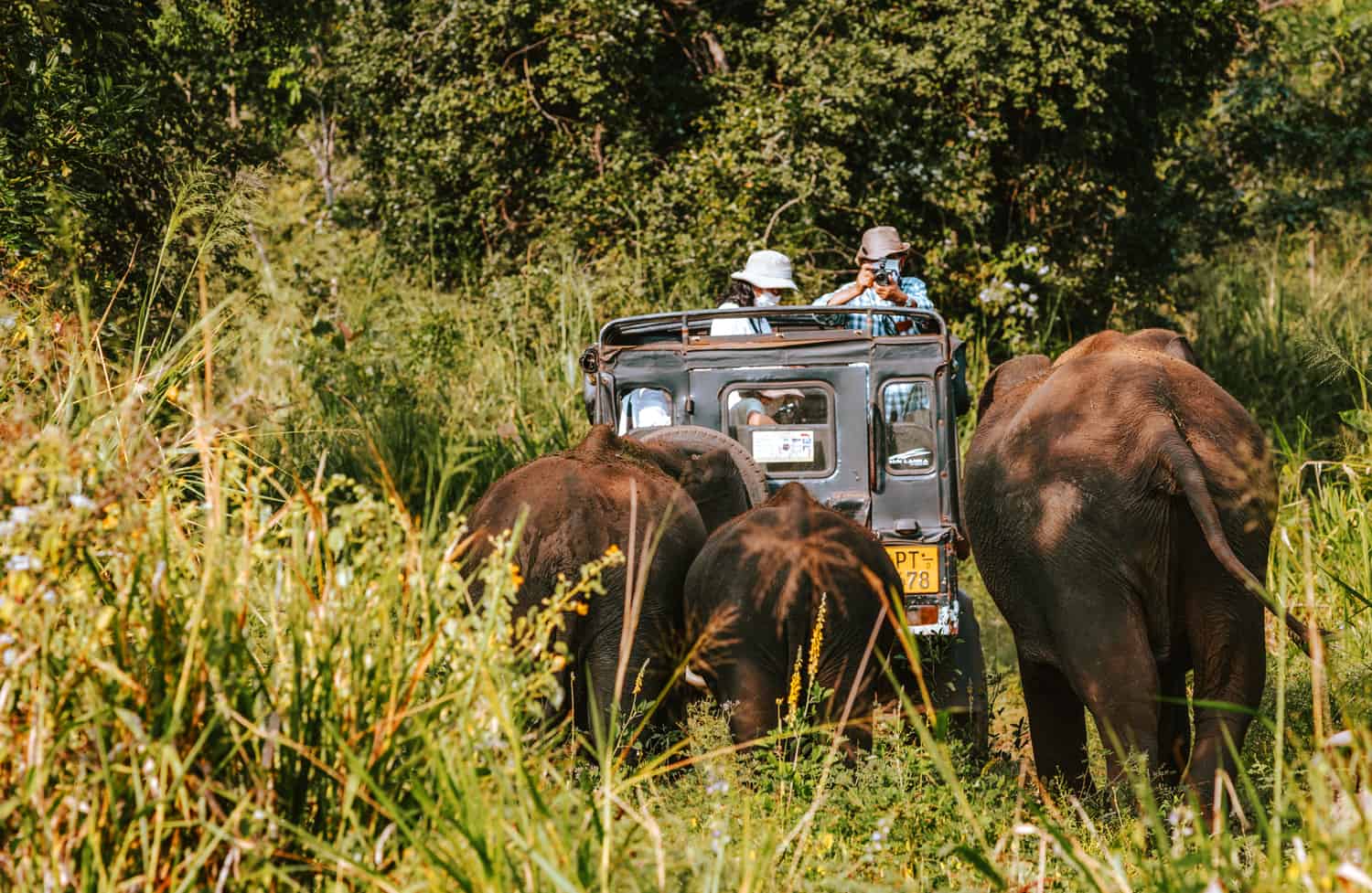 Minneriya national park