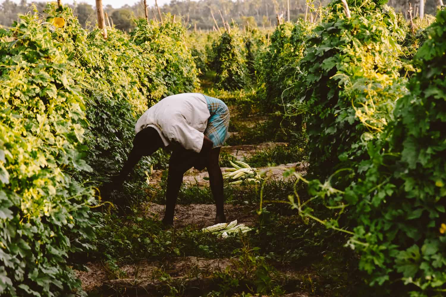 Sri Lankan farmer