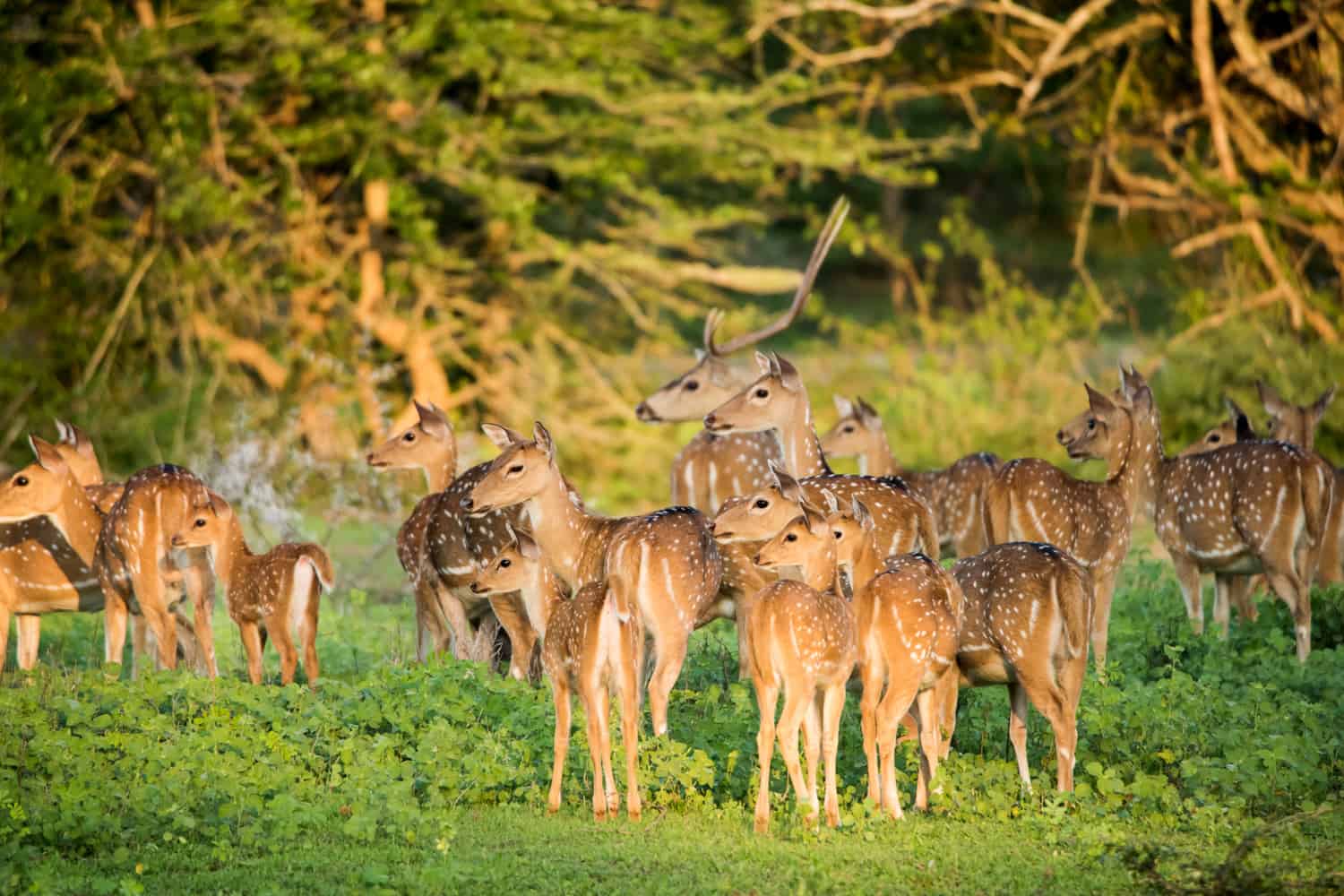 Deer in Yala national park