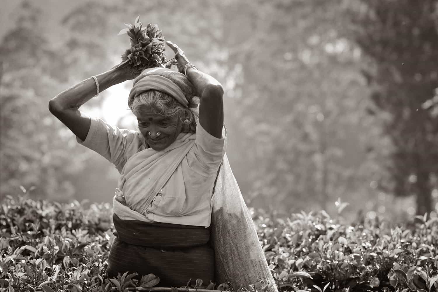 Tea history in Sri Lanka
