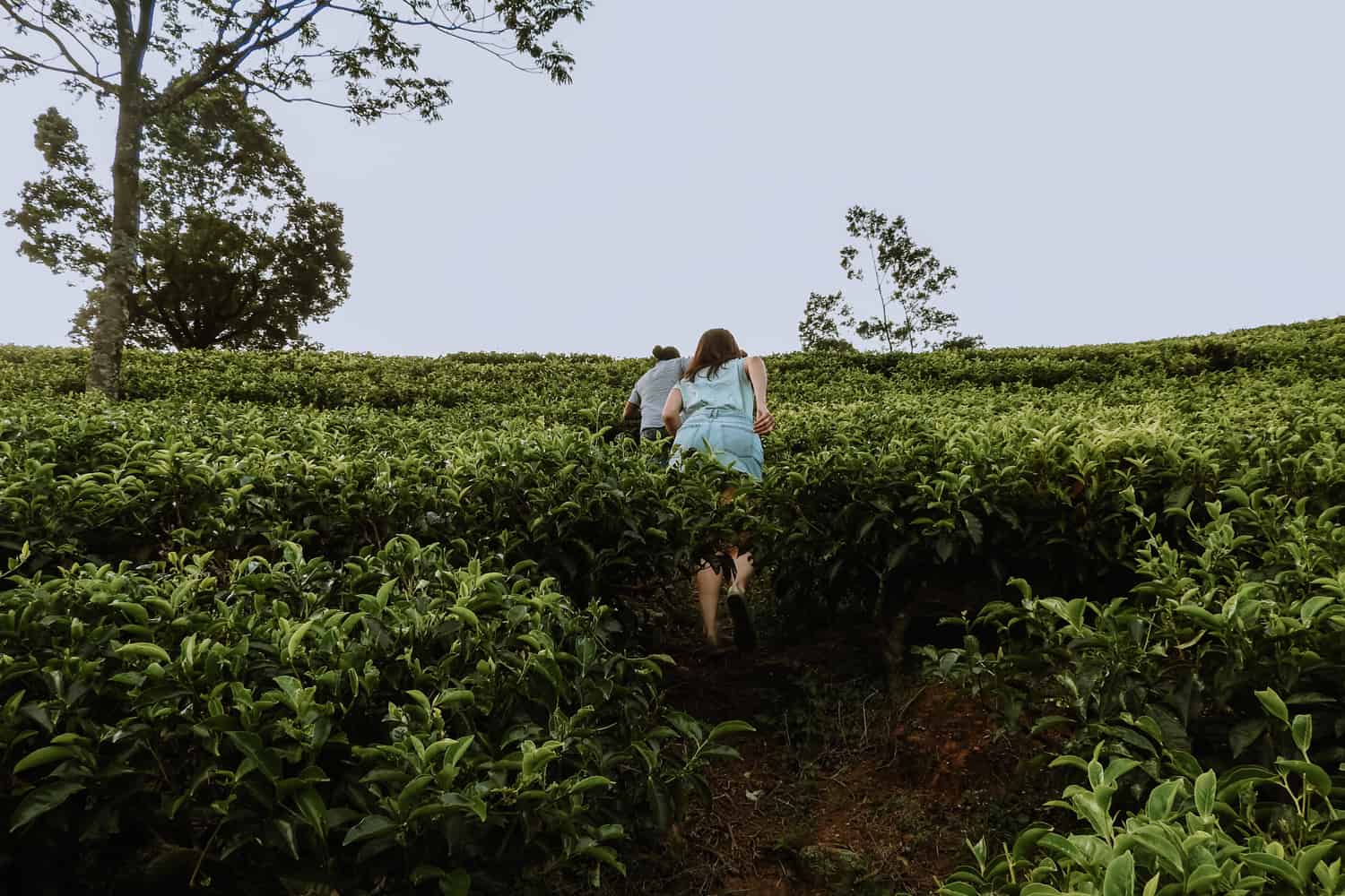 Nuwara Eliya tea plantation tours