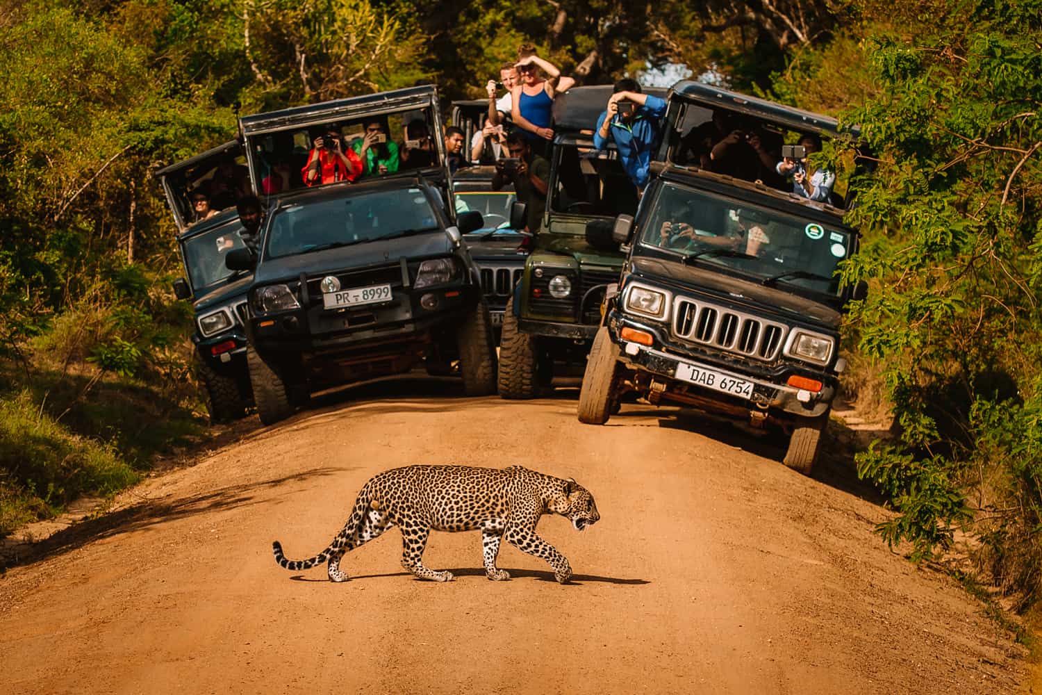 Crowded Yala national park