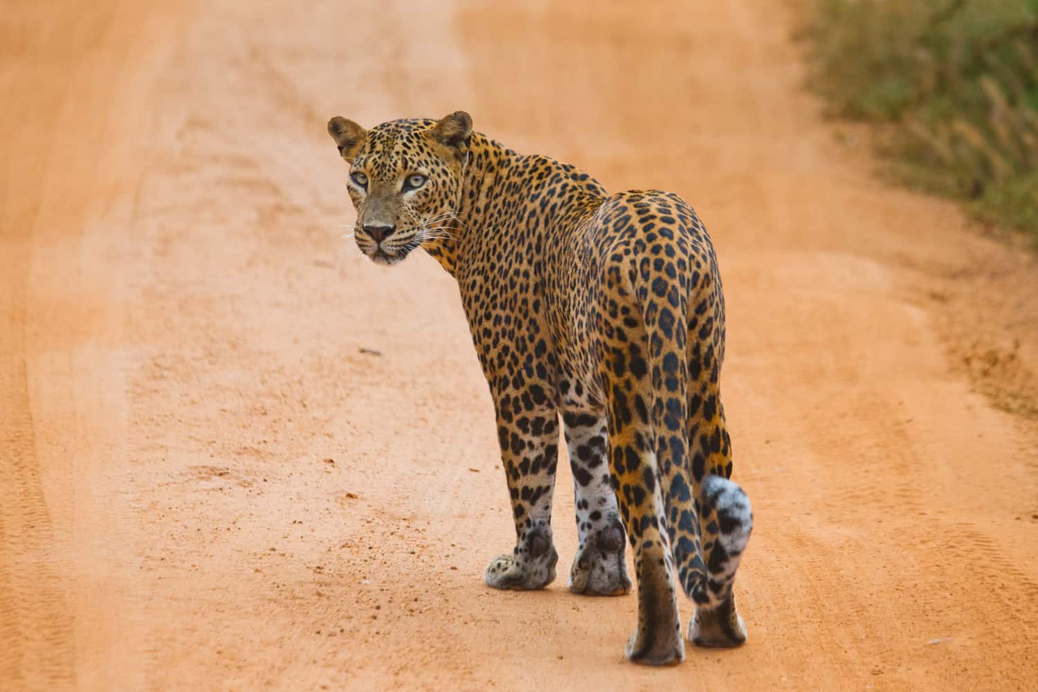 Leopard in Yala national park