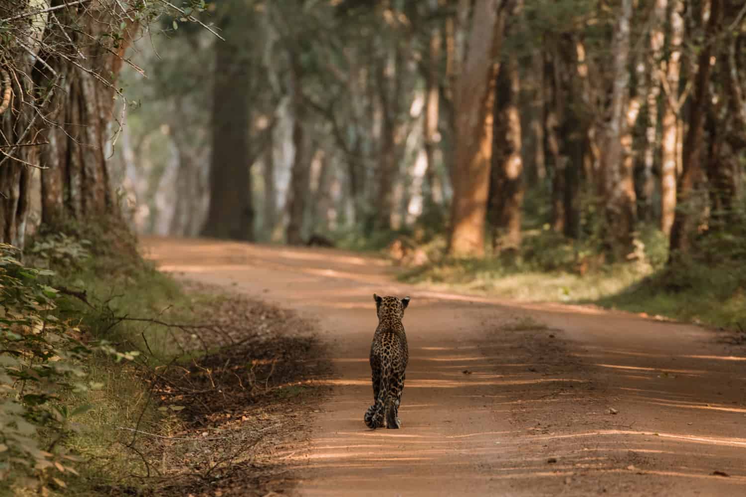 Leopards in Wilpattu Sri Lanka