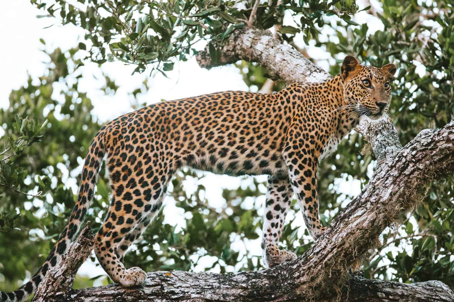 Where to see leopards in Sri Lanka