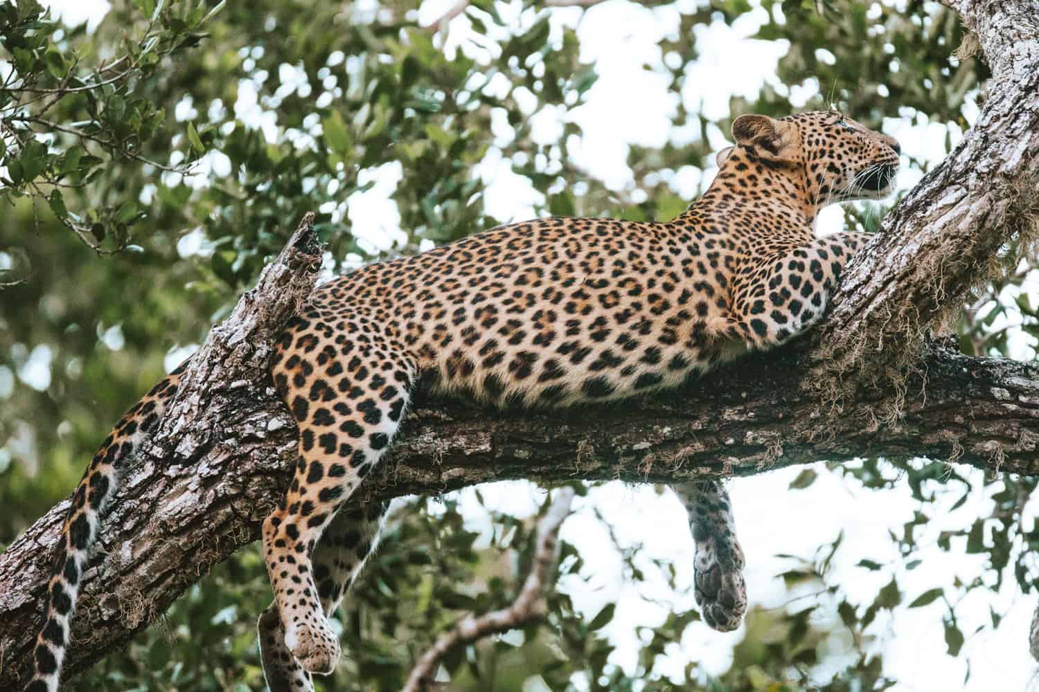 Where to see leopards in Sri Lanka