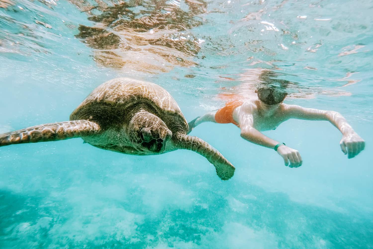 Snorkeling with turtles in Pigeon Island
