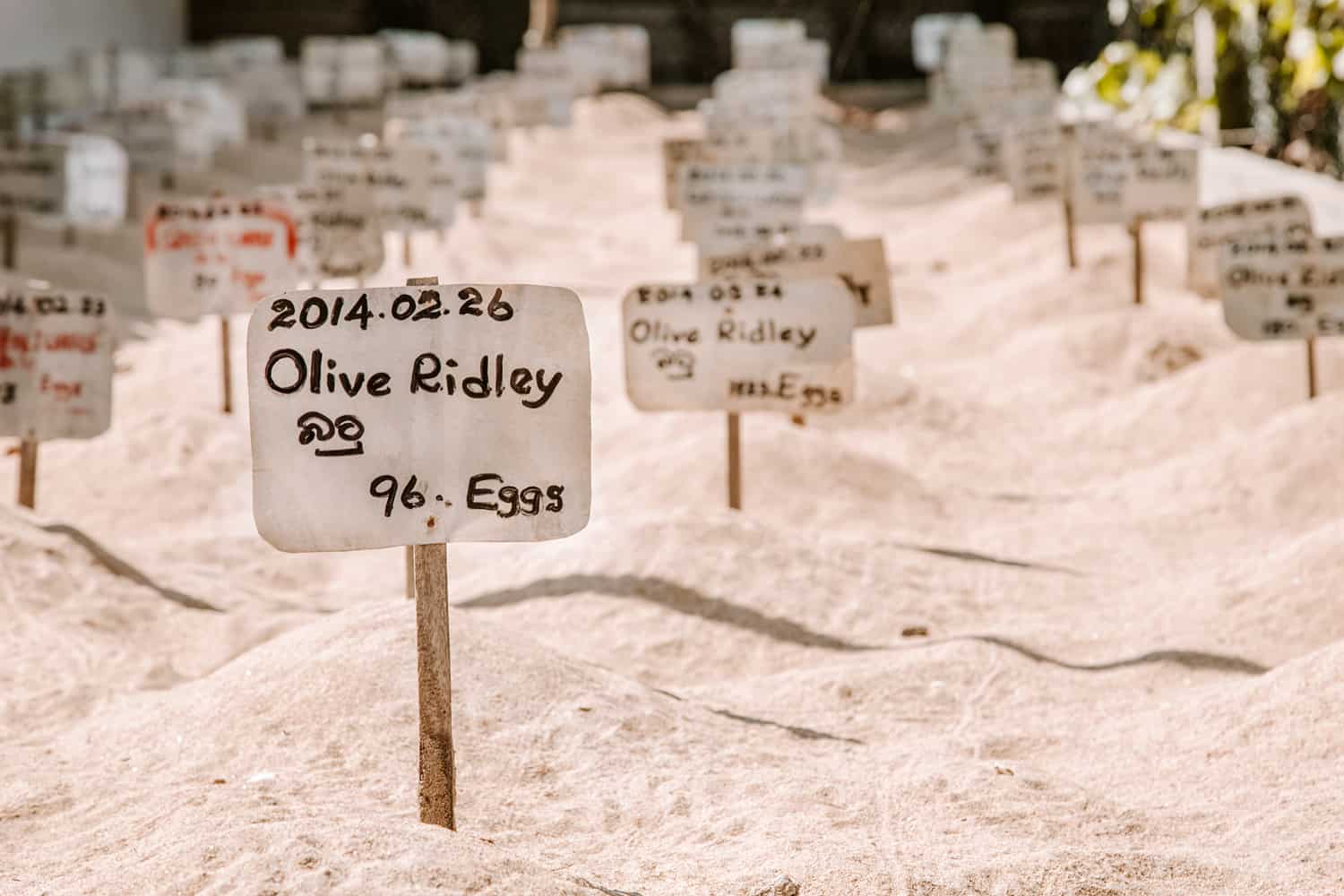 Turtle hatchery in Sri Lanka