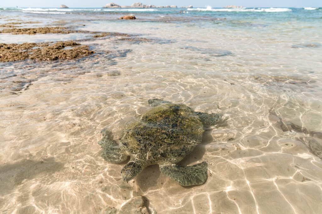 Where To See Turtles In Sri Lanka - Travellers Isle