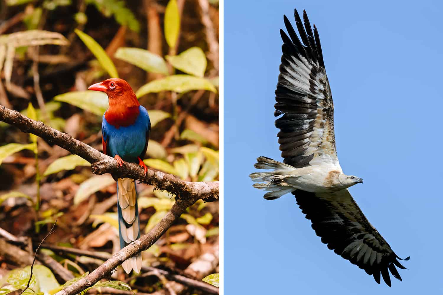 Birds in Sri Lanka