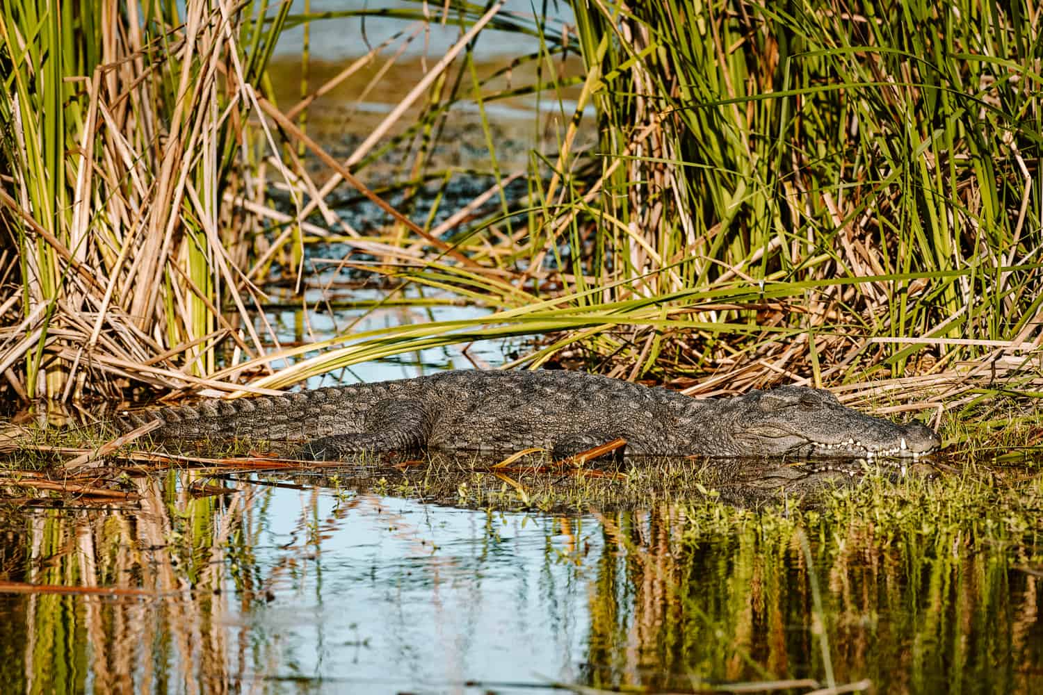 Crocodiles in Sri Lanka