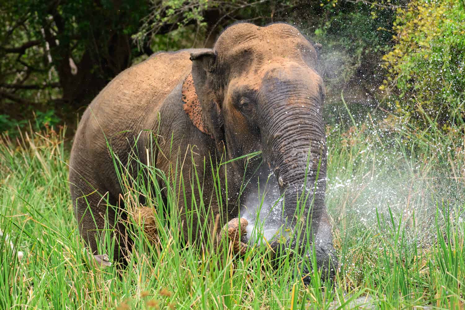 Elephants in Sri Lanka