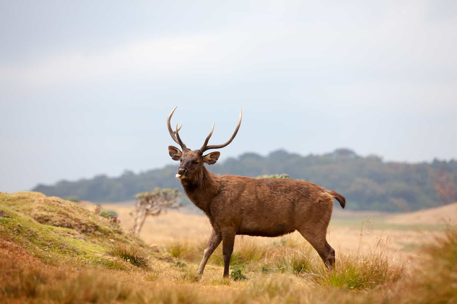 Олень шри ланки 5. Horton Plains National Park Шри-Ланка. Плато Хортон. Олень замбар. Индийский замбар.