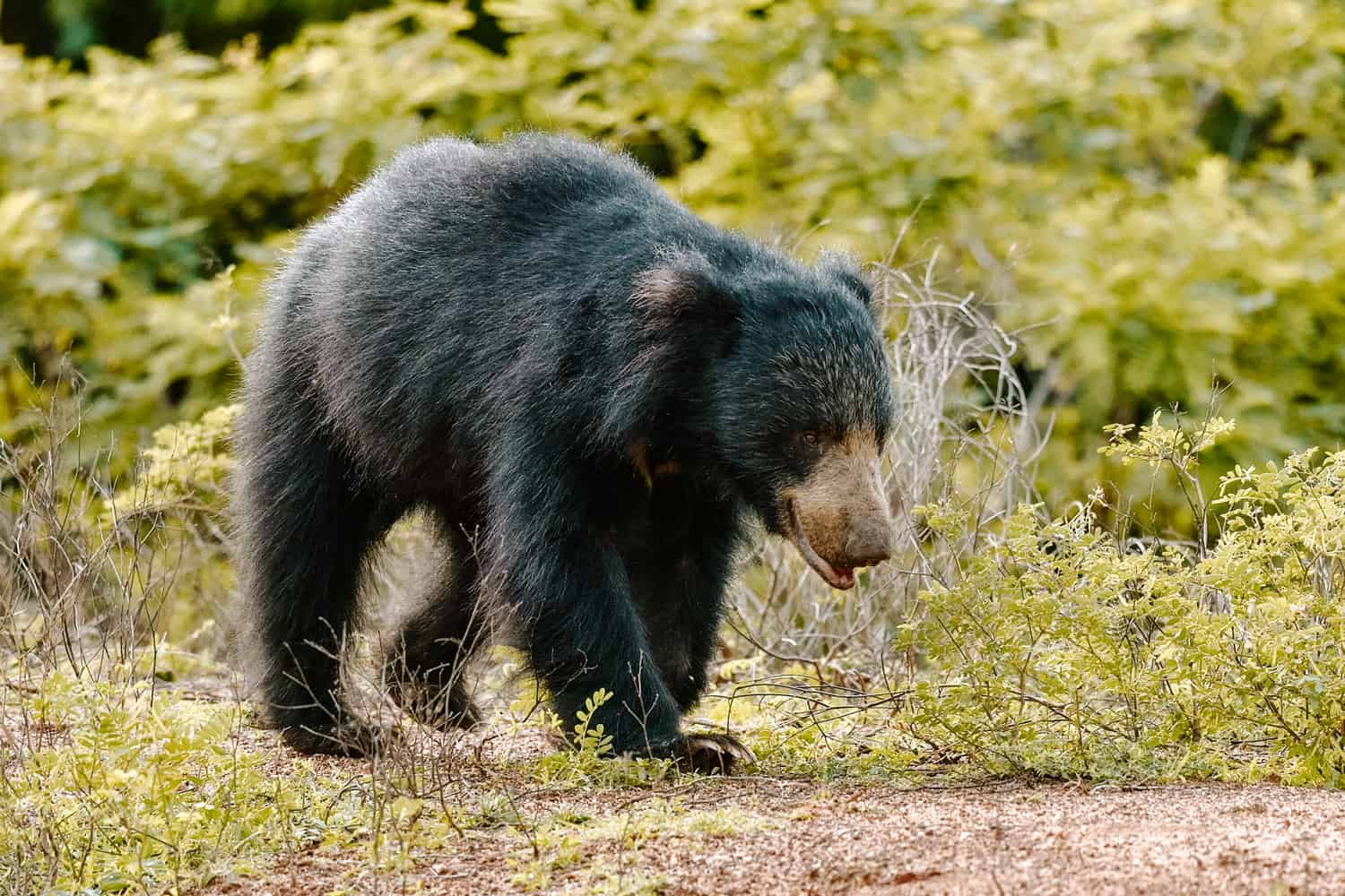 Sri Lankan sloth bear