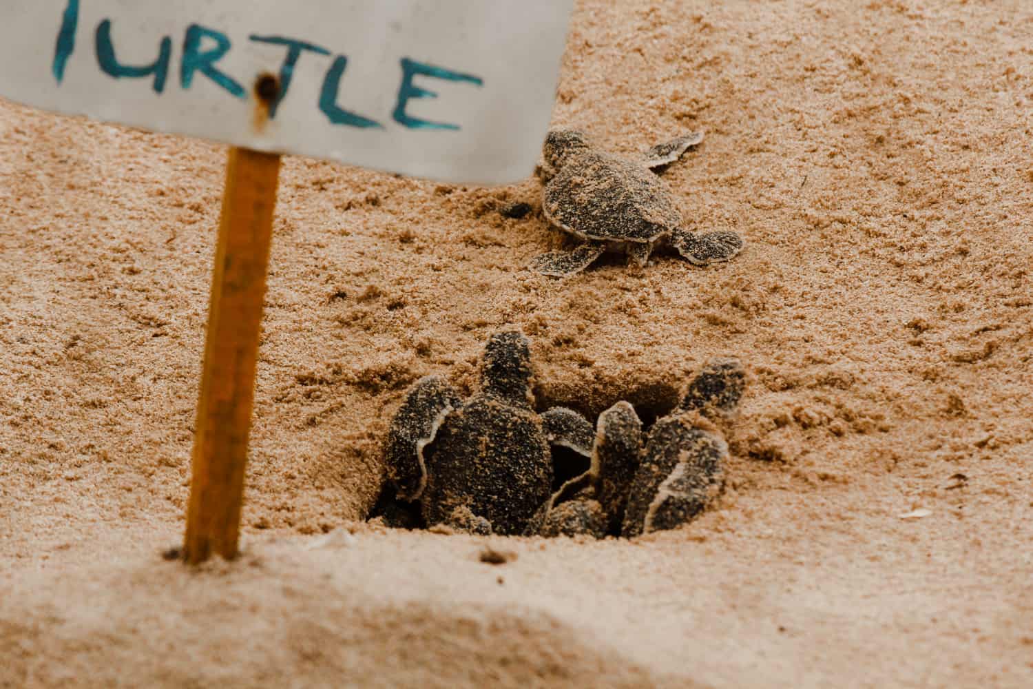 Turtles in Sri Lanka