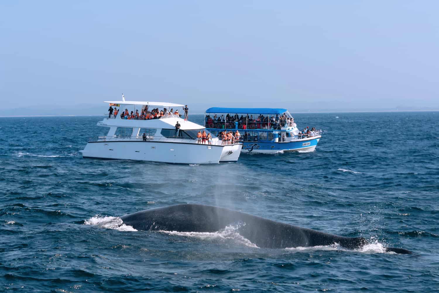 Whales in Sri Lanka
