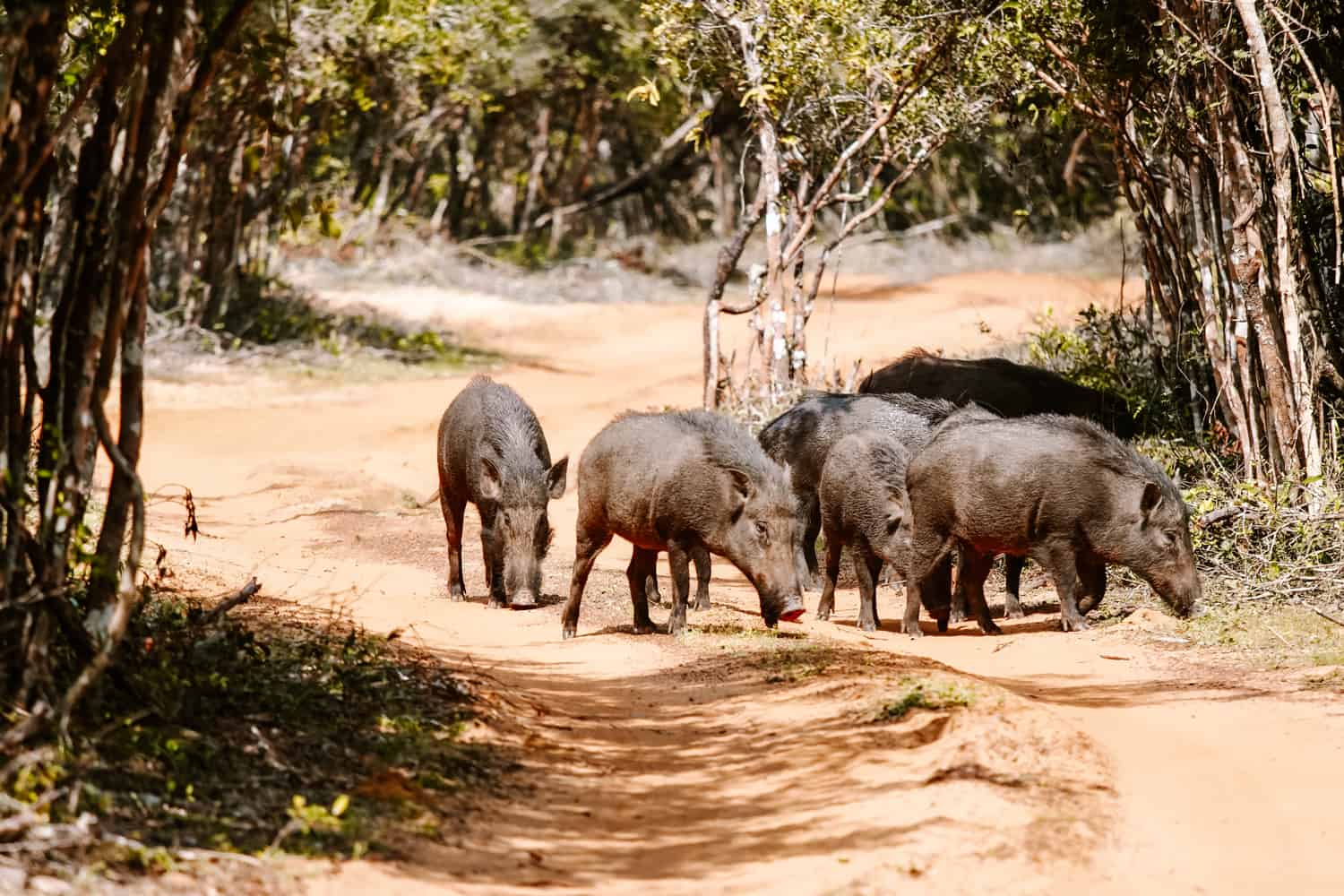 Wild boar in Sri Lanka