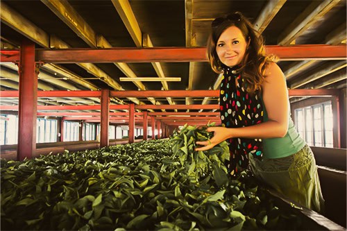 Tea Factory Sri Lanka